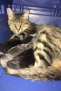 9.3K views · 72 reactions | FINDING A HOME: The Sapulpa Animal...