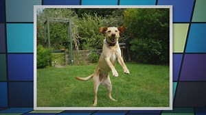 Jumping Hazards: Safely Teach Your Dog to Jump and Protect Their Health!