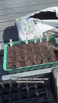 Grow cosmos now... #garden#gardening#gardeningtips #shorts