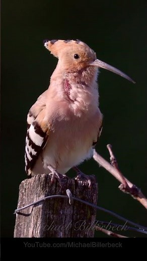 Eurasian Hoopoe Call #birds #birdsounds