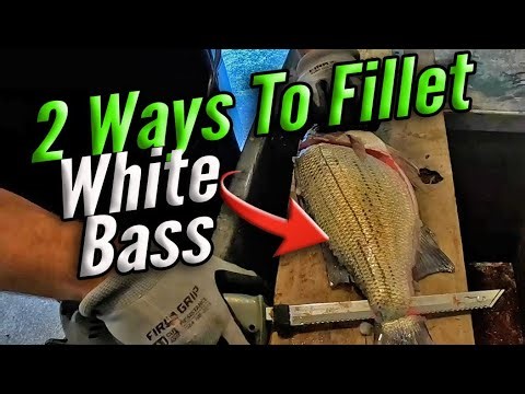 How to Fillet White Bass (2 Easy Methods for Bony Fish!)