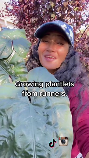 Growing more plants from runners…Let’s propagate! #alocasia #colocasia...