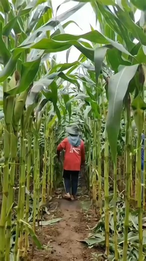 "Bizarre" Scene in Thai Fields! Farmers Strip Corn Leaves—Passersby Stunned #vegetableplanting #plantingtips #agriculture #gardeningtips #chilipeppers | GreenSoul Farms