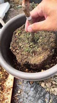 調子の悪いブルーベリーを植え替え🫐ダイアジノンを撒きました💊