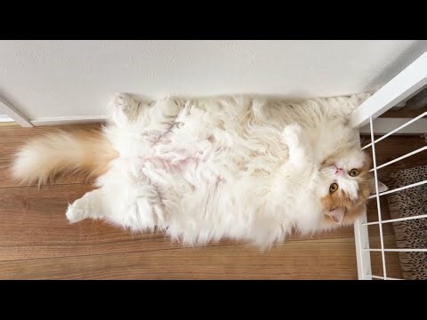 でぶ猫と言われてしまったので体重測定をした結果こうなりました！【Dreame FP10 空気清浄機】