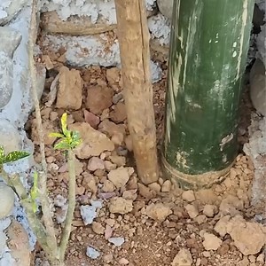 1.4K views · 24 reactions | How to make a simple bamboo trellis Working on the farmTrieu Thi Hoa Ep | Bhalaha | Facebook