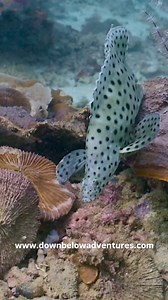 Discovered a beautiful barramundi today  This fish is just reaching...