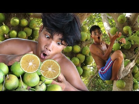 Survival in the Rainforest: Green Orange Picks and Exotic Yummy Eats | Primitive Boy