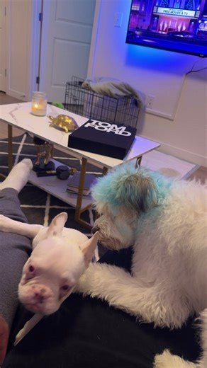 Prince and blue ✨#puppies #poodle #frenchie