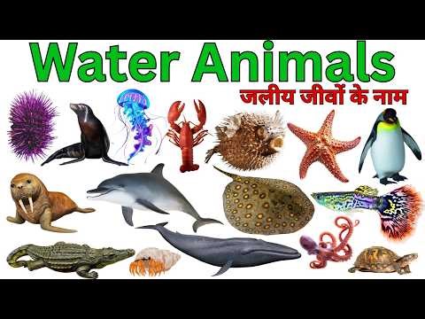 Amazing Water Animals That Will Blow Your Mind! for kids Education