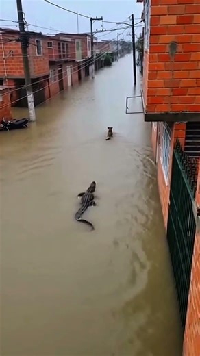 Perrito es perseguido por un cocodrilo 🐊