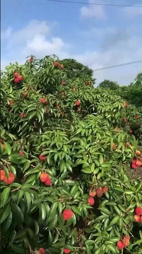 How Farmers Grow Fresh Vegetables | Organic Farming