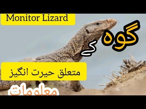 Goh Lizard (Commonly Known As Monitor Lizard ) A Large Reptile Found Across Asia and Australia.