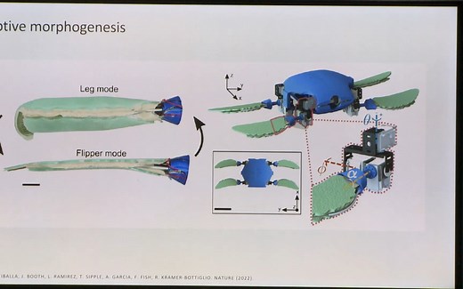 MIT Robotics - Rebecca Kramer-Bottiglio - Shape-shifting soft robots