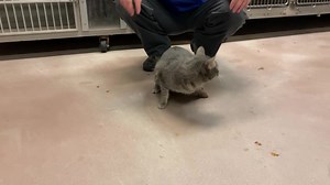 70 reactions · 63 shares | I was transferred to Community Cat Inc....