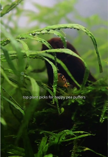 Pea puffers plants = pure happiness 🐡✨ Our top picks for a thriving, happy puffer paradise: 🌿 Java Fern for shady hideouts 🌱 Rotala for lush exploring (fast growing and tall too) 🍃 Moss to sleep on ☁️ Floating plants for a dreamy canopy and they’re jumpers!! #aquascaper #aquascape #aquascaping #aquascapes #aquascapedesign #foryou #fyp #fypシ゚viral #aquariumhobby #aquariumcommunity #freshwateraquarium #fishkeeping #peapuffer