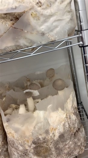 60K views · 791 reactions | 1️⃣ Humidité : garder une brume ambiante,...