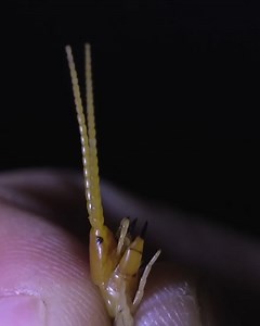 63K views · 555 reactions | Millipede vs Centipede! | Brave Wilderness | Facebook