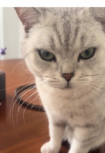 Kucing Imut: Siapa yang Dapat Gigitan Pertama?