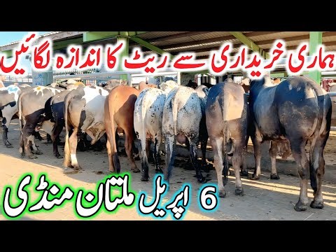 Today Multan Cow Mandi Fresh Latest Update Video | Cholistani Sahiwal Ablak Bachre | Cow Mandi 2026