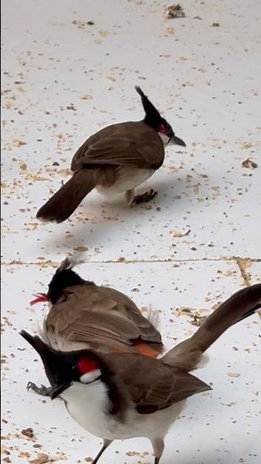 Beautiful Bulbul bird singing in the morning sweet voice of Bulbul nature sounds