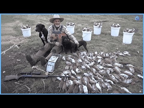 How Farmers Deal with Millions of Rats and Mice | Invasive Species Documentary