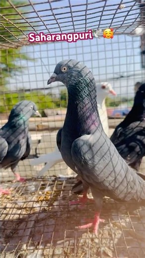 Aaj Main Mukhi Kabuter Or Deshi Kabuter Ki Jode Le Aaya 🥰🕊️ | #pigeon #petsvlogs #jabalpurpetsman