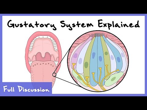 Gustatory System Explained (Taste Buds, Sensory Transduction, Gustatory Cortex) | Full discussion