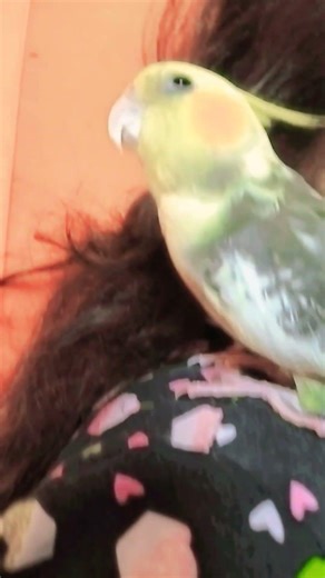 Cute Hugs Feels Happy to Bird 🕊️ #birds #huggywuggy #pleasesubscribe