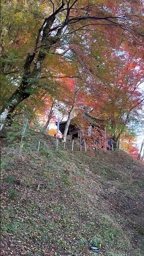 🍁紅葉2025🍁「香嵐渓」絶景！真っ赤に燃える！見頃！待月橋付近の様子｜2025年11月22日