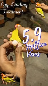 6.6M views · 10K reactions | EGG BINDING Treatment  | #reels #trend #viral #birds #vlog #video #dailyvlog #foryou #vlogger | Fun Corner | Facebook
