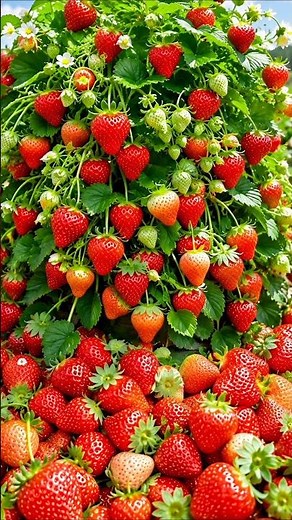 Easy and fast technique to grow and multiply strawberry fruit trees #garden #plants #diy