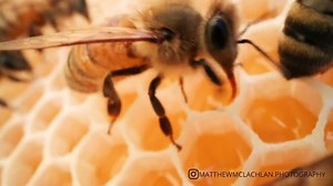 Des abeilles filmées dans leur ruche avec un objectif macro