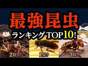 【ゆっくり解説】最強昆虫ランキングTOP10！