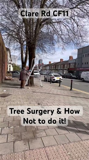 Tree Surgery & How not to do it.