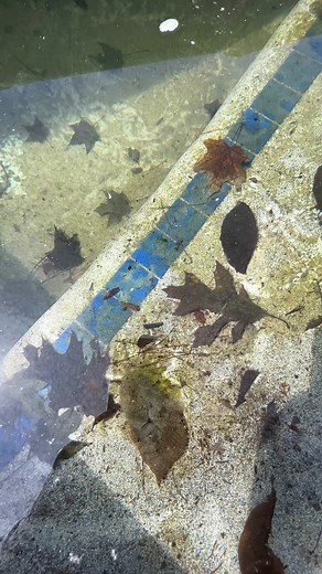 #poolboyinthahouse #greenpool #Chlorine #tiktockpartner #levelupbootcamp #foryou