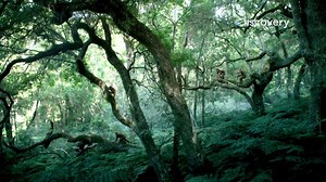 Get ready to witness the first expedition, exploration and discoveries of humans! We present to you an exclusive first in the class show which will let you venture into the first experiences of mankind. First Man, premieres 15 January at 9 PM. | Discovery Channel India