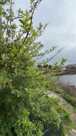 #1081 - Dunguaire Castle, Kinvarra, Ireland #penguinstones #ireland