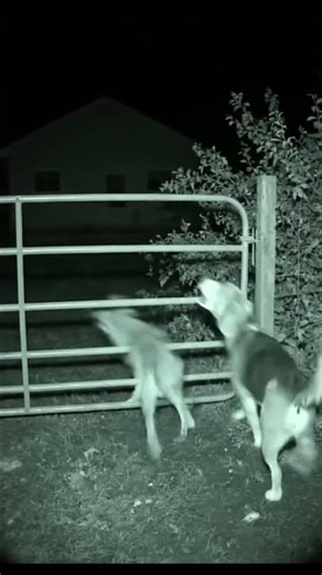 What CCTV Recorded Last Night… 😨 #HumaniPaws