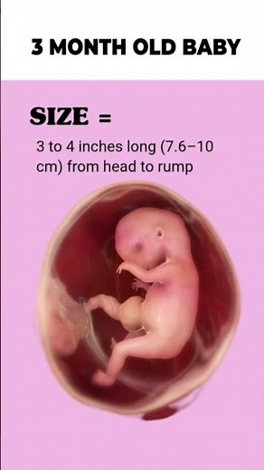 3 months old fetus size and weight