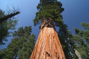 Sequoia National Park Travel Guide - Expert Picks for your Vacation