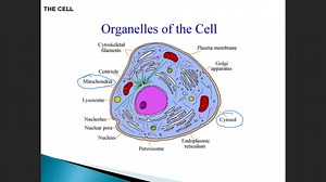 Biochem Intro Lecture