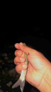 Small fish released in night #fish | Its Fishing Time