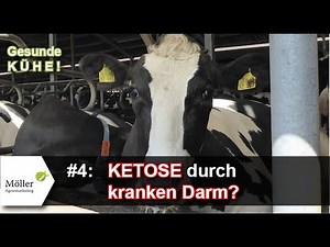 Entsteht die Ketose der Kuh durch einen kranken Darm? #4 für Kuhprofis