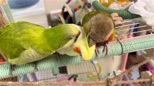 Parakeets annoy cockatiel in Jiangsu, China