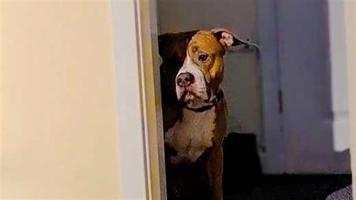 This dog was chained in a hallway for months - now he can’t stop smiling