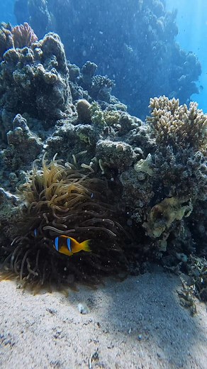 Meet the ocean’s best roommates! 🧡 ​This is more than just a beautiful sight—it's one of the most incredible partnerships in the sea. The Clownfish (or its stunning cousin here) gets safe shelter from its stinging Anemone home, and in return, the fish cleans and protects its host. True symbiosis! 🤝 ​ Tag a friend you have this kind of rock-solid teamwork with! 👇 ​Follow us for your daily dose of nature's wonders and ocean facts! ✨ #Nemo #anemone #redsea #coralreef #animals #ocean #scubadiving