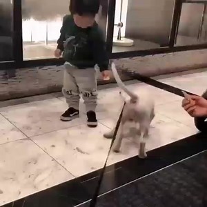 Bull Terrier's Planet on Reels