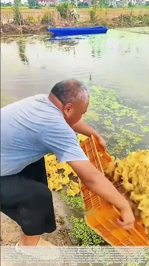 Dumping the Flock: How 10,000 Ducklings Revolutionize Rice Farming