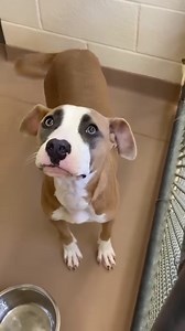 222K views · 10K reactions | ENYO - ID#A019531 My name is ENYO. I...